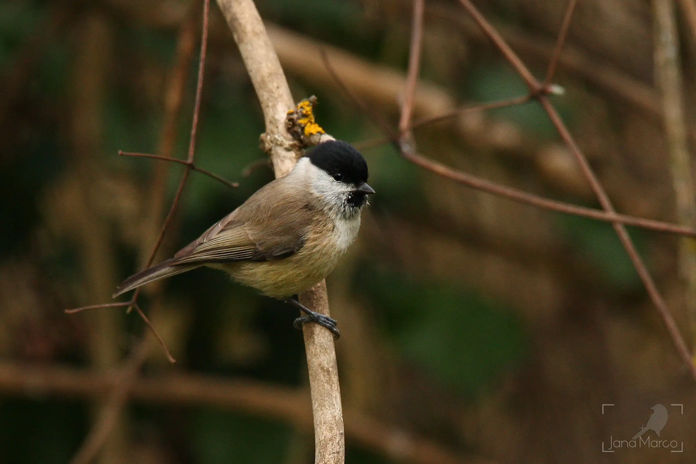 Carbonero palustre